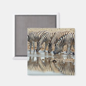 Aimant Afrique, Namibie, Etosha NP. Zebra de Burchell (Recto/Verso)