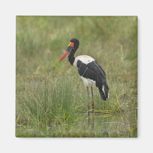 Aimant Afrique. Tanzanie. Cigogne à Saddle-billed mâle