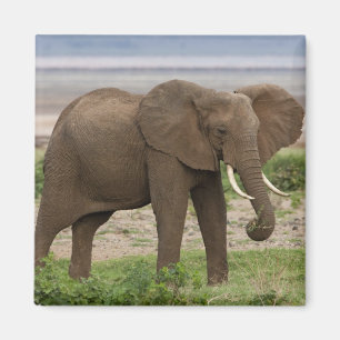 Aimant Afrique. Tanzanie. Éléphant au parc national du la