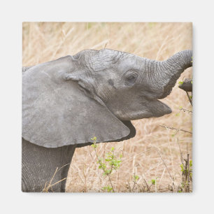 Aimant Afrique. Tanzanie. Jeune éléphant à Tarangire