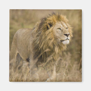 Aimant Afrique. Tanzanie. Lion mâle à Ngorongoro
