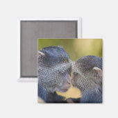 Aimant Afrique. Tanzanie. Mère Singe Bleu avec jeune (Recto/Verso)