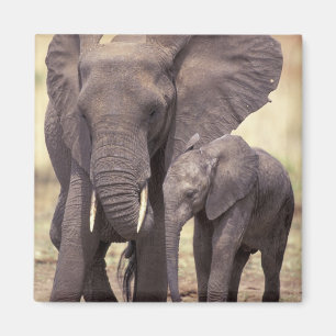 Aimant Afrique, Tanzanie, Parc national de Tarangire. 2