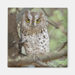 Aimant Afrique. Tanzanie. Petit-duc scops à Tarangire 2