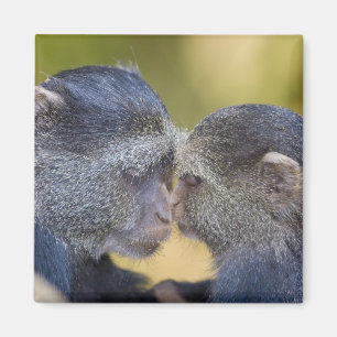 Aimant Afrique. Tanzanie. Singe bleu mère avec jeune