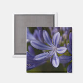 Aimant Agapanthus (Recto/Verso)