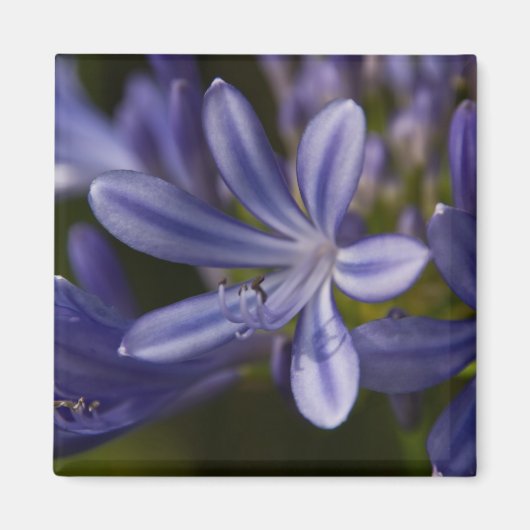 Aimant Agapanthus (Devant)