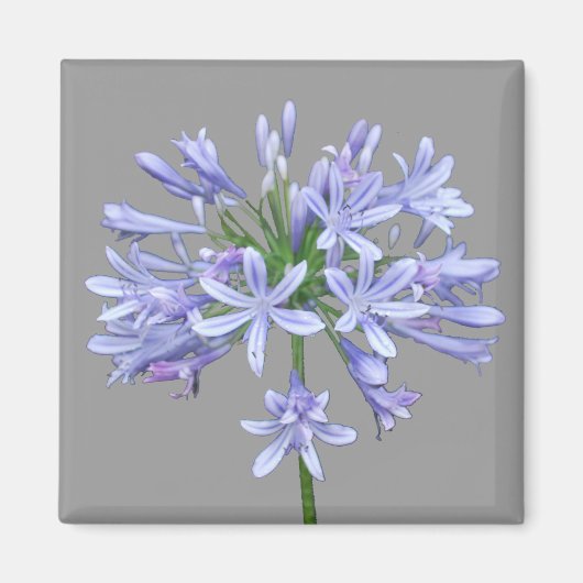 Aimant Agapanthus bleu (Devant)