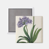 Aimant Agapanthus umbrellatus (Recto/Verso)