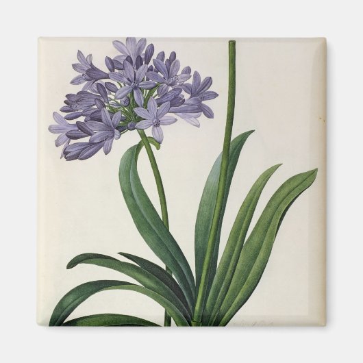 Aimant Agapanthus umbrellatus (Devant)