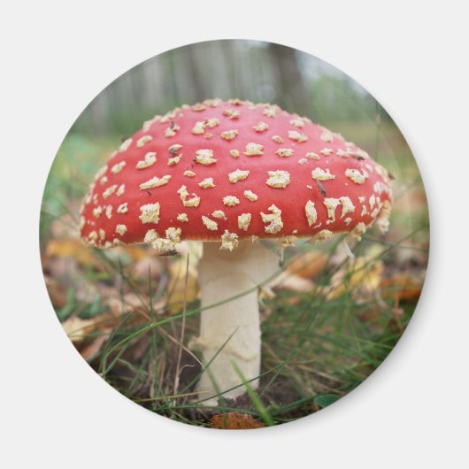 Aimant Agaric rouge mouche (Devant)