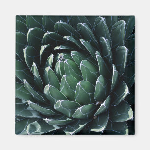 Aimant Agave vert