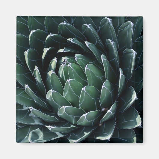 Aimant Agave verte (Devant)