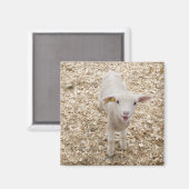 Aimant Agneau (Recto/Verso)