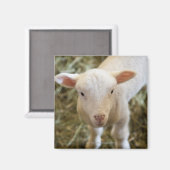 Aimant Agneau de bébé (Recto/Verso)