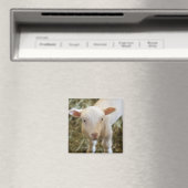 Aimant Agneau de bébé (In Situ (Lave-vaisselle))