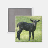 Aimant Agneau de l'aimant de mouton de Gotland (Recto/Verso)