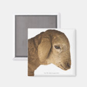 Aimant Agneau domestique (Recto/Verso)