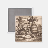 Aimant Agriculture de grands ananas, illustration d'un de (Recto/Verso)
