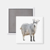 Aimant Agritourisme de chèvres gris Nature Photographie (Recto/Verso)