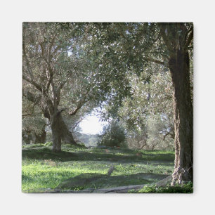 Aimant Agrumes d'olive