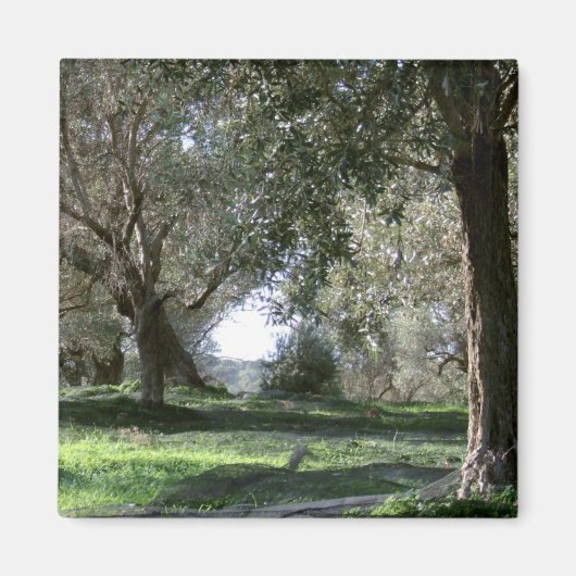 Aimant Agrumes d'olive (Devant)
