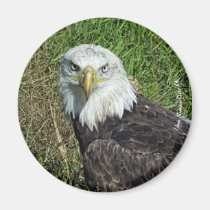 Aimant Aigle à bald