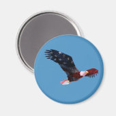 Aimant Aigle à dos bleu (Recto/Verso)