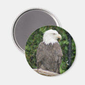 Aimant aigle à tête blanche (Recto/Verso)