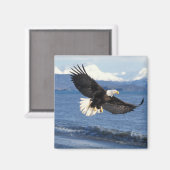Aimant aigle à tête blanche, Haliaeetus leuccocephalus en (Recto/Verso)