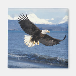 Aimant aigle à tête blanche, Haliaeetus leuccocephalus en