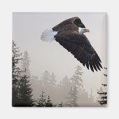 Aimant Aigle à tête blanche qui s'envole à travers la fos (Devant)