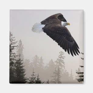 Aimant Aigle à tête blanche qui s'envole à travers la fos