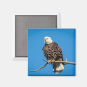 Aimant Aigle à tête blanche sur une branche d'arbre (Recto/Verso)