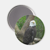 Aimant Aigle chauve incroyable (Recto/Verso)
