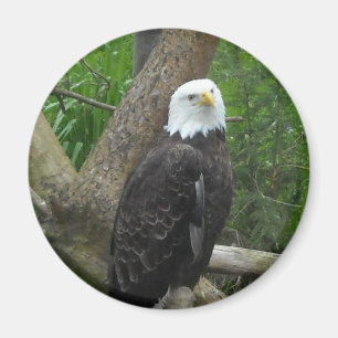 Aimant Aigle chauve incroyable