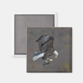 Aimant Aigle chauve regardant un poisson (Recto/Verso)