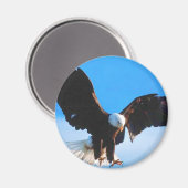 Aimant Aigle d'Amérique (Recto/Verso)