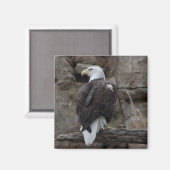 Aimant Aigle de Bald (Recto/Verso)