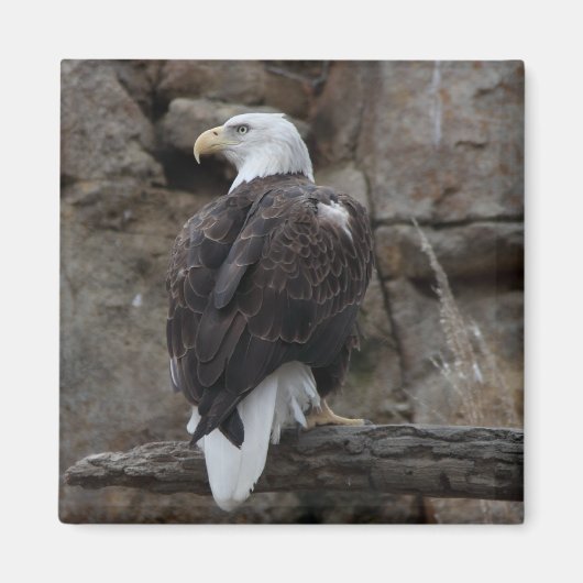 Aimant Aigle de Bald (Devant)