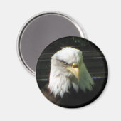 Aimant Aigle de Bald (Recto/Verso)