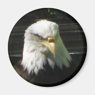 Aimant Aigle de Bald