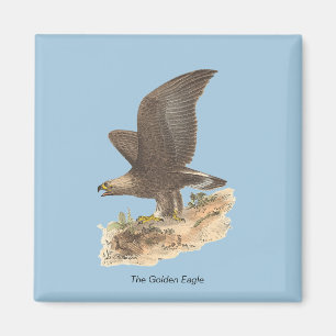 Aimant Aigle d'or (Aquila chrysaetos) NY Bird Image