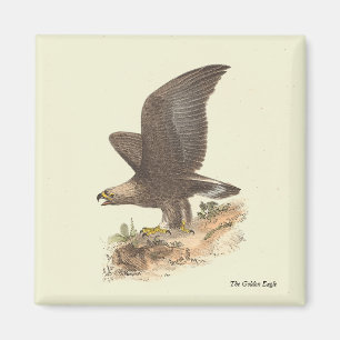 Aimant Aigle d'or (Aquila chrysaetos) NY Bird Image