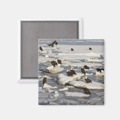 Aimant Aigle, Haliaeetus leucocephalus, Homer, 2 (Recto/Verso)