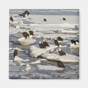 Aimant Aigle, Haliaeetus leucocephalus, Homer, 2