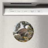 Aimant Aigle royal chauve (In Situ (Lave-vaisselle))