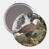 Aimant Aigle royal chauve (Recto/Verso)