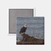 Aimant Aigle sur South Beach (Recto/Verso)