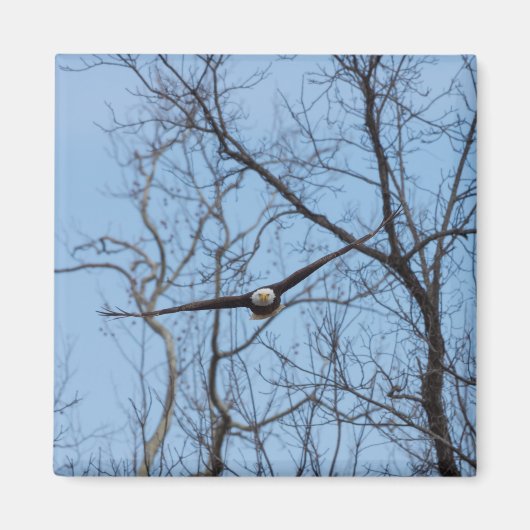 Aimant Aigle tout droit (Devant)